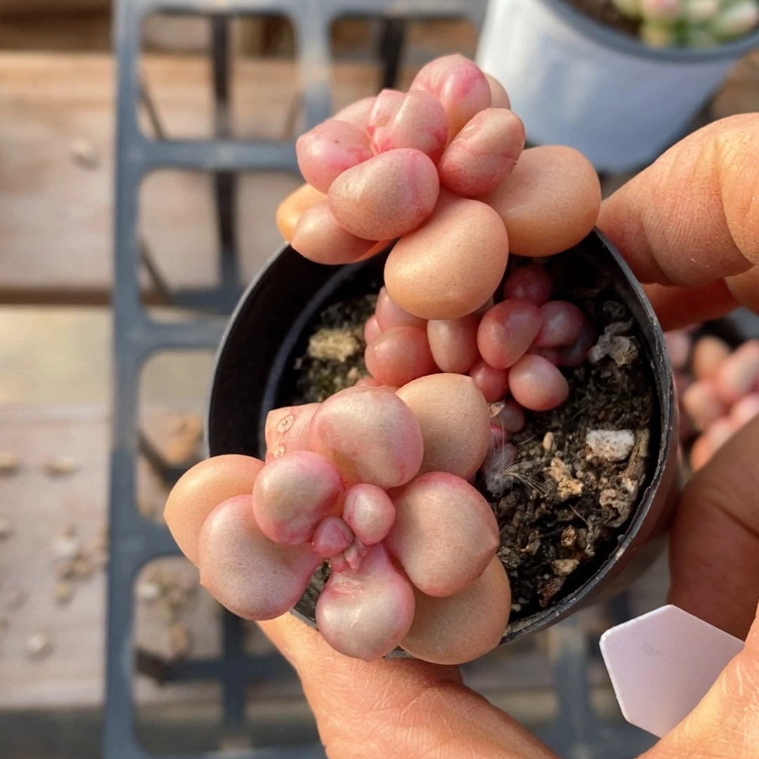 精品多多肉一物一拍不包整146