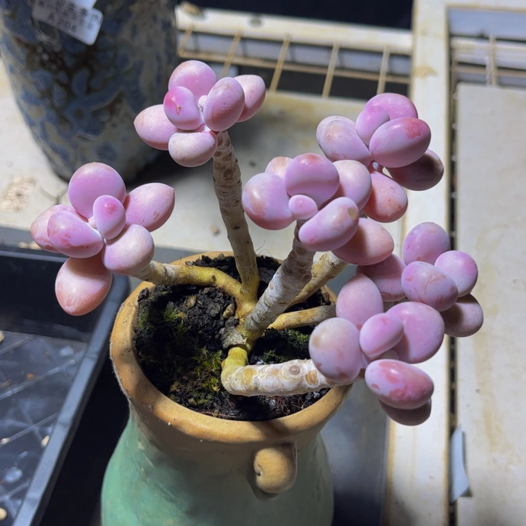 043糖果桃蛋12厘米多肉