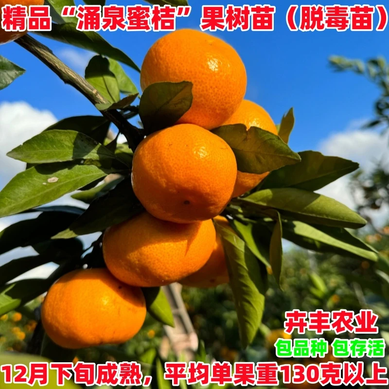 涌泉蜜桔树苗正宗无核蜜桔苗嫁接橘子苗早熟超甜柑桔树苗盆栽地栽