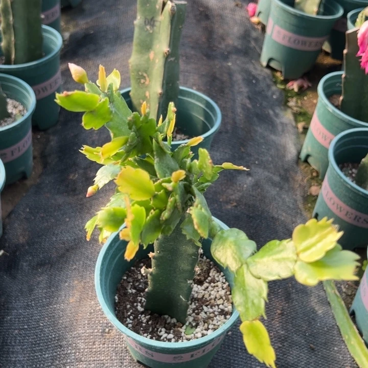 用***079号047紫色重瓣，666888