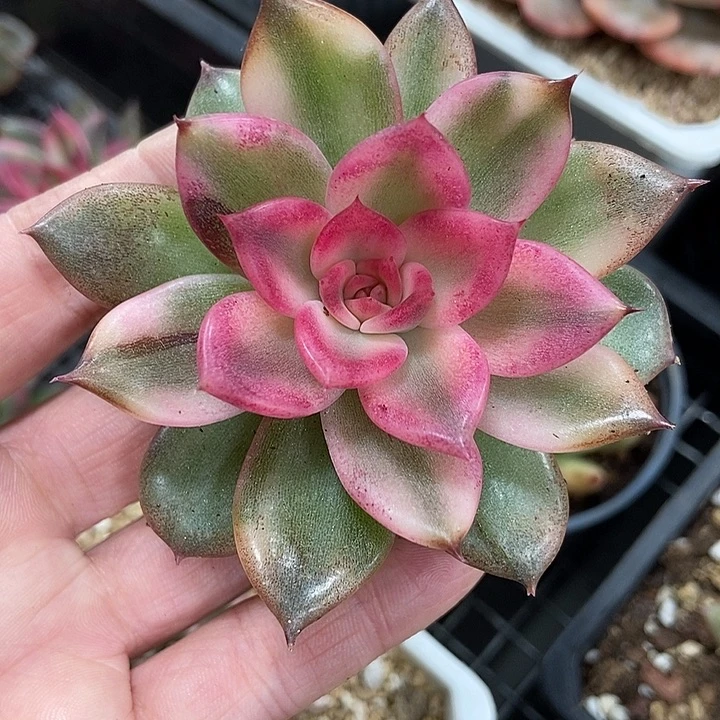 火焰山锦多肉植物