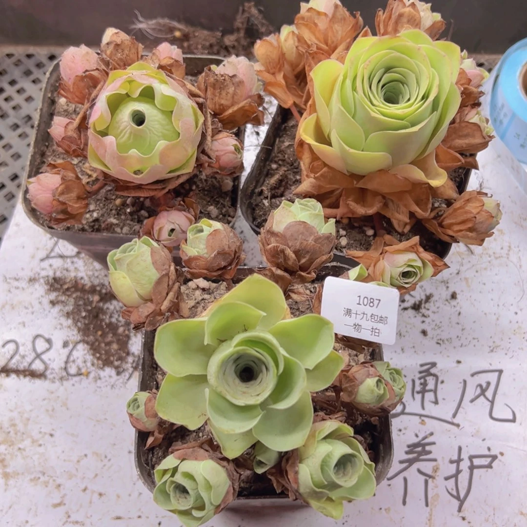 1087 侧牙掉了不包损无售后