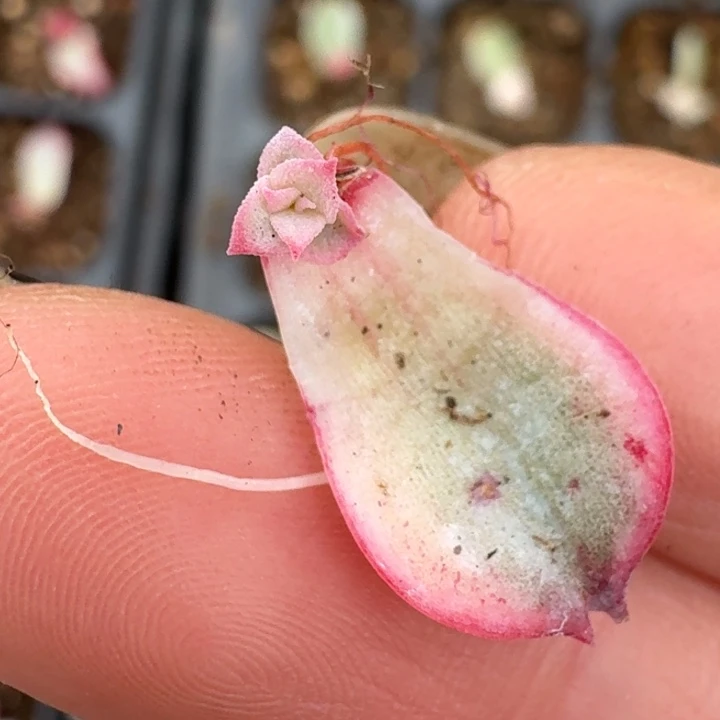 侧影一物一拍好看82