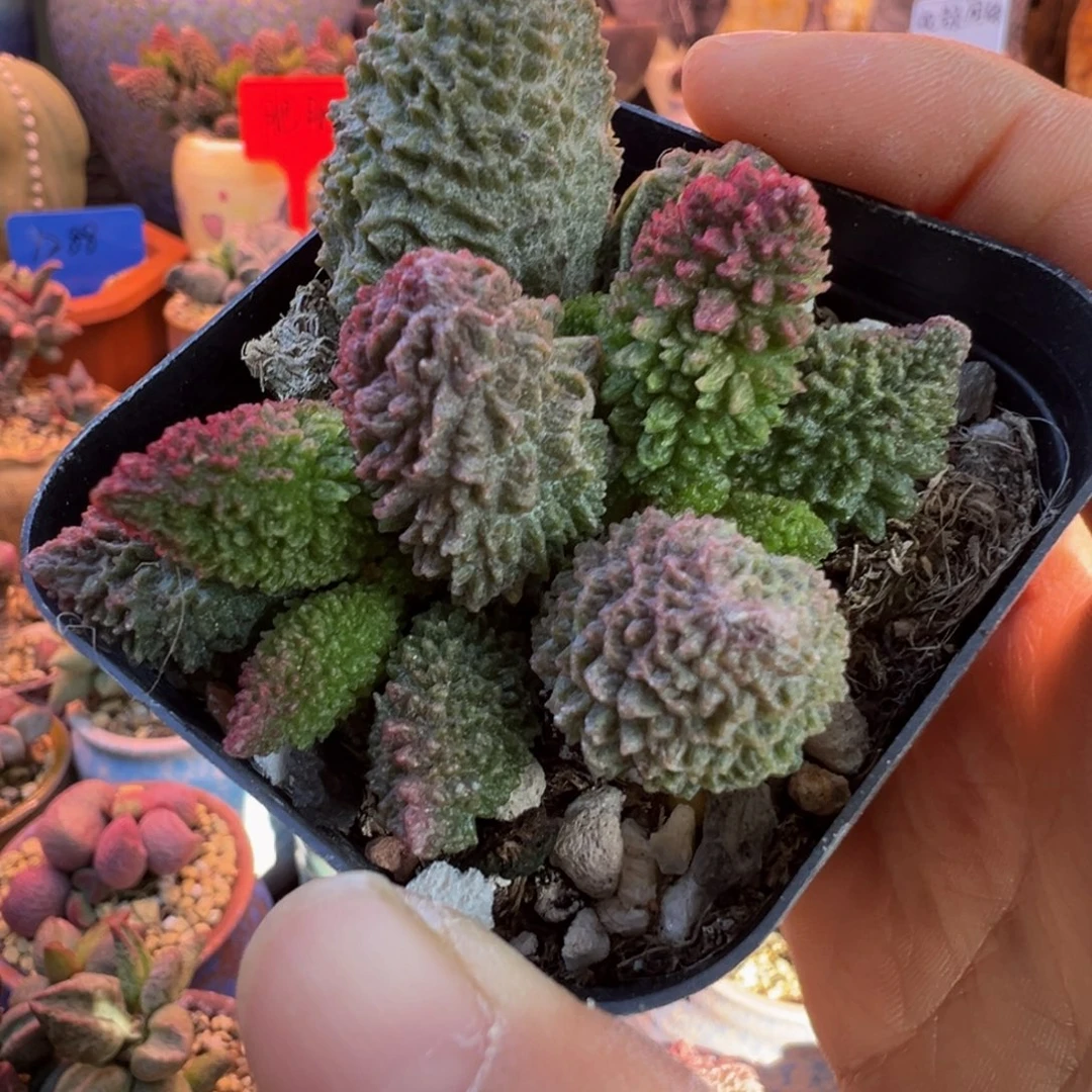 一物一拍带盆发货