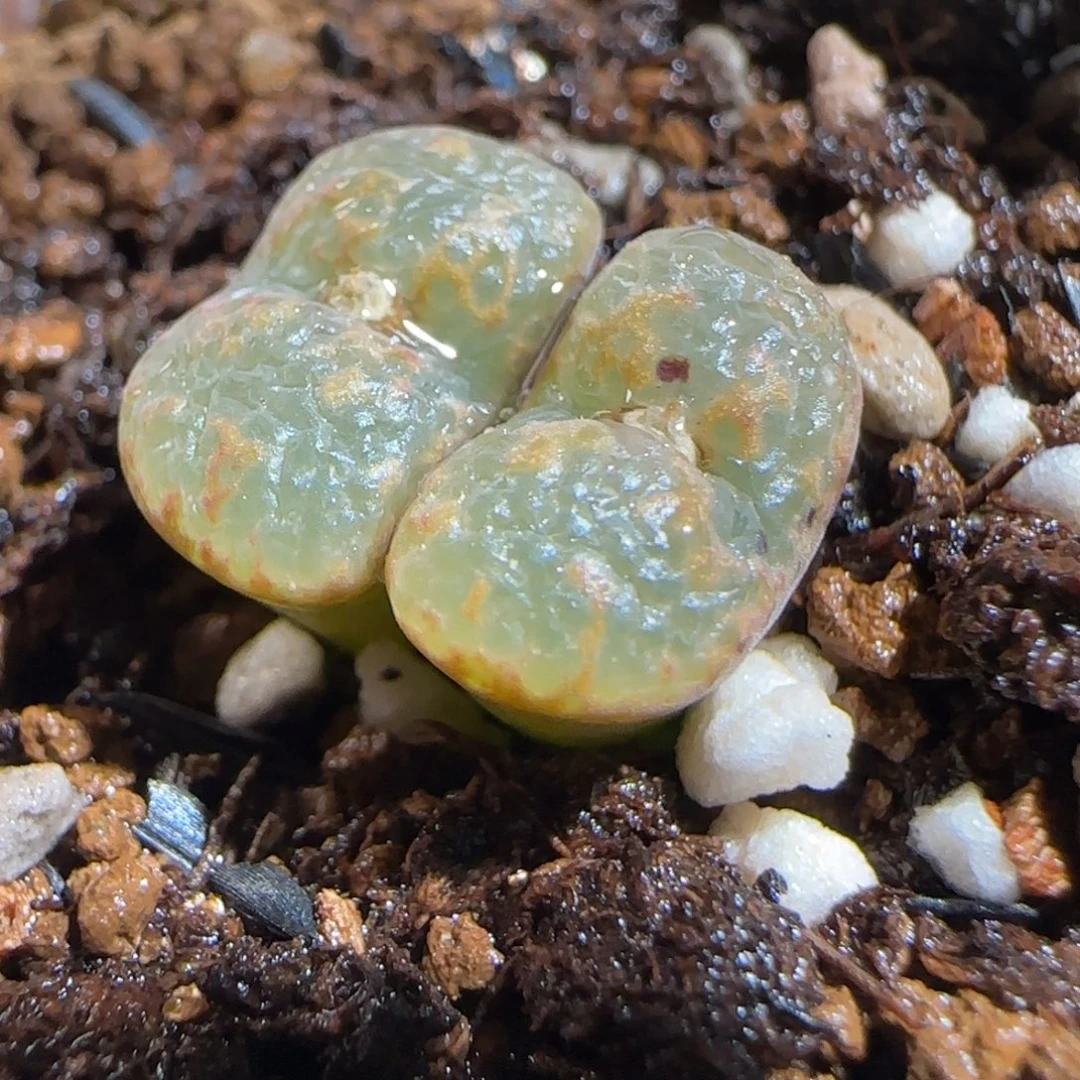 肉锥多肉植物组合-爱心勋章1212