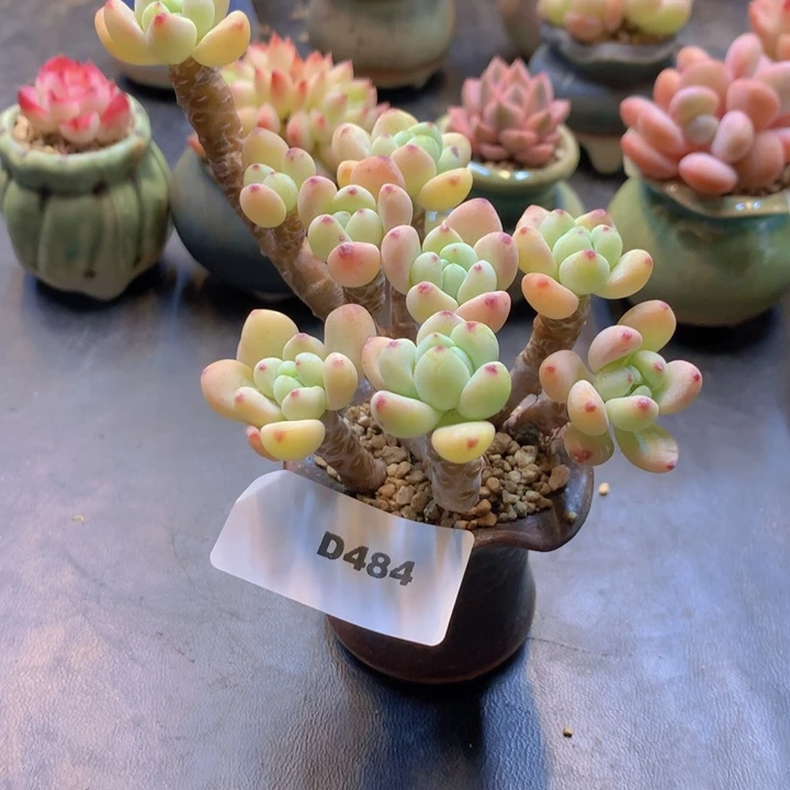 一物一拍含盆土满38包邮D484