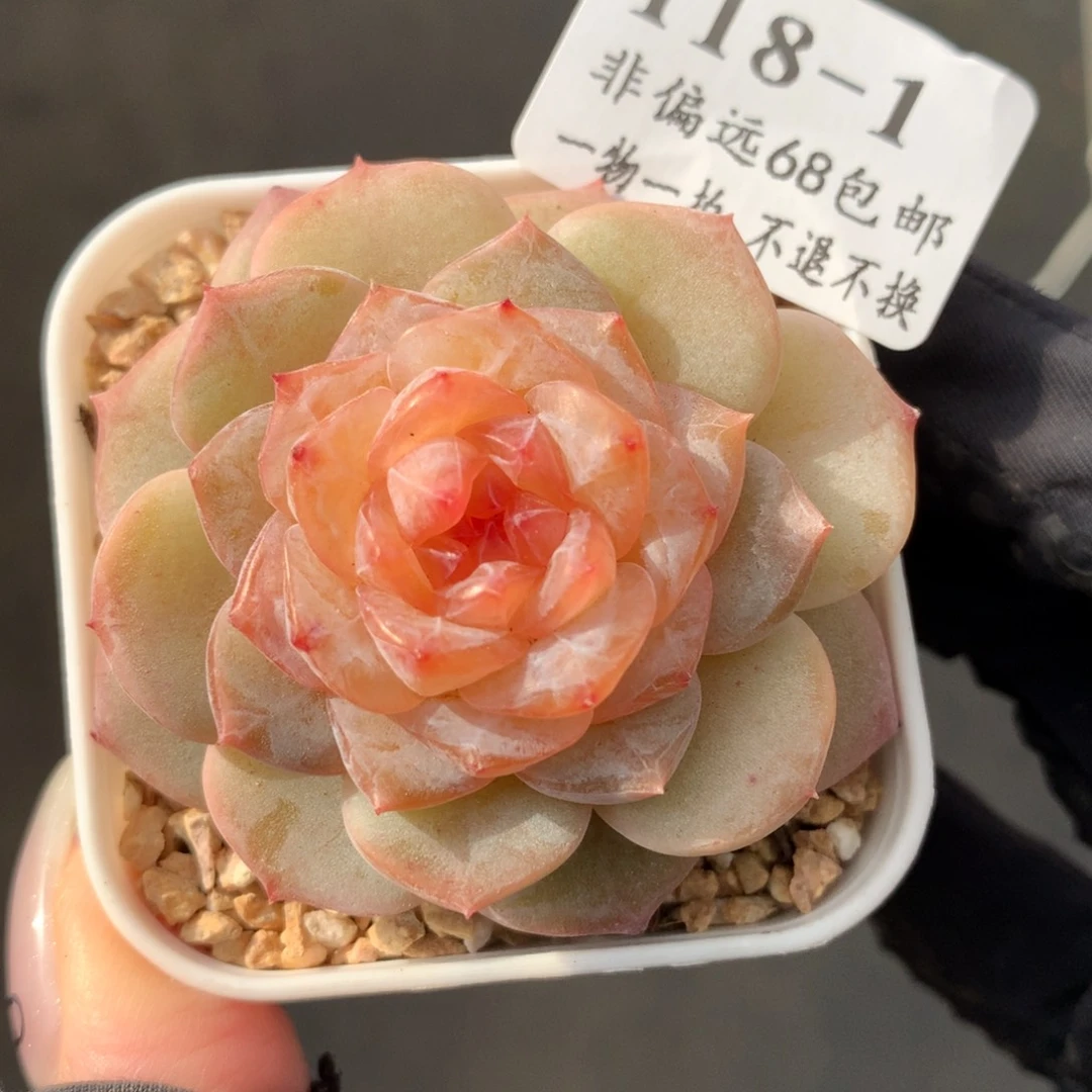 1。冰花。满六八包邮。5cm。