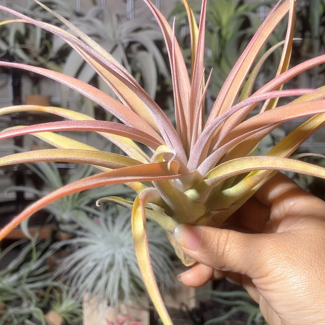 卡比银玫瑰空气凤梨