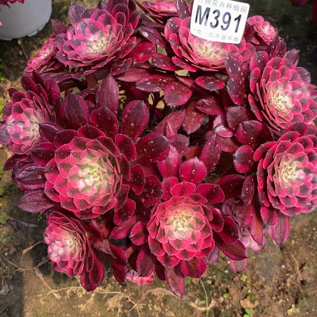 全部花朵391红彤嫩桩小棵