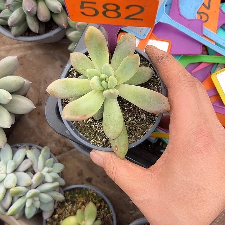多肉植物朵维奇582