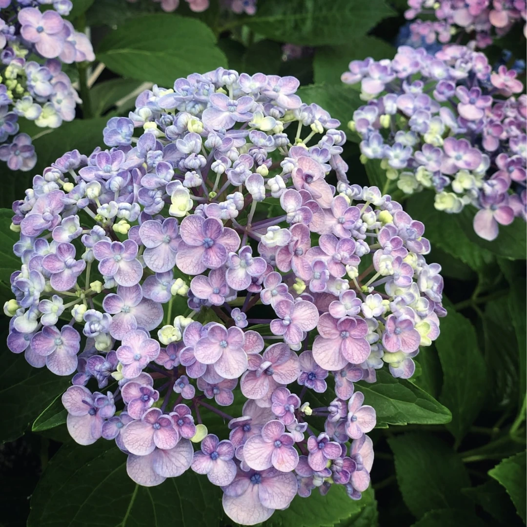 爆米花绣球花盆栽花卉盆庭院阳台新手易养护喜水植物