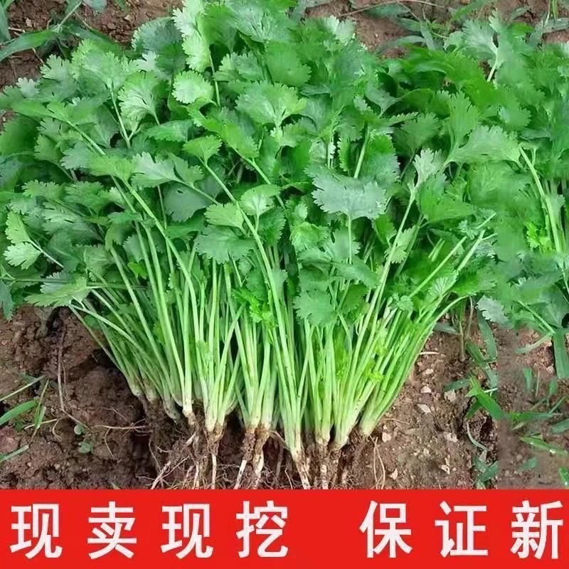 河南新鲜香菜现挖现发农家自种芫荽整箱蔬菜火锅配菜产地