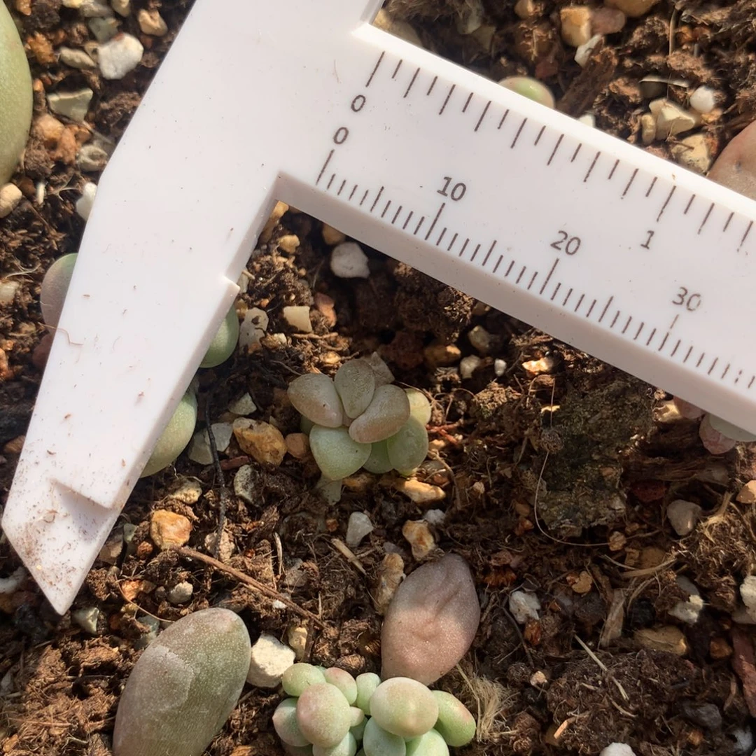 韩国香蕉黄可爱哦