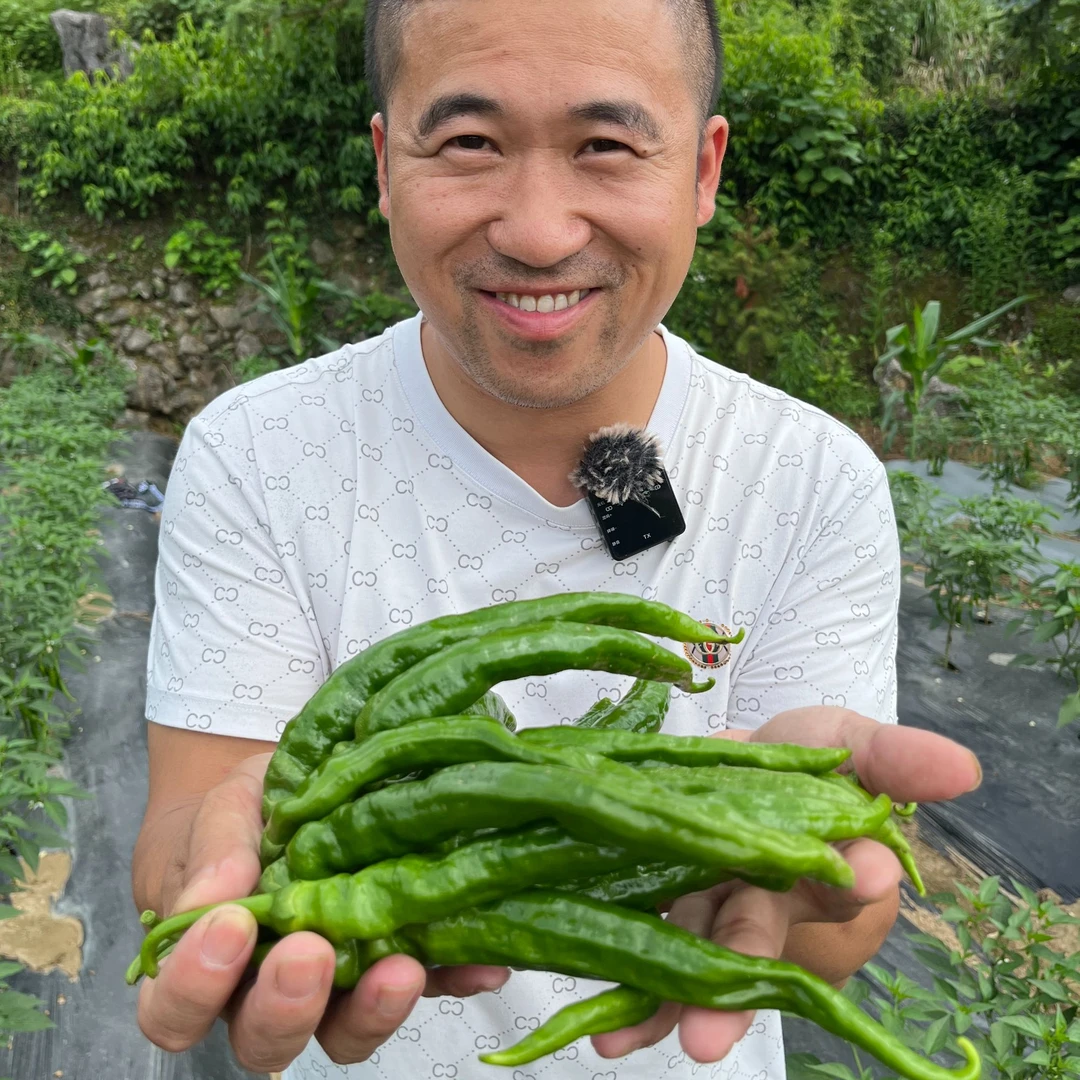 【助农专链】湖南娄底本地新鲜辣椒农家露天薄皮软皮辣椒