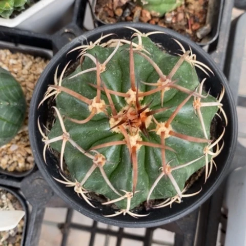 实生圆盘玉6仙人球