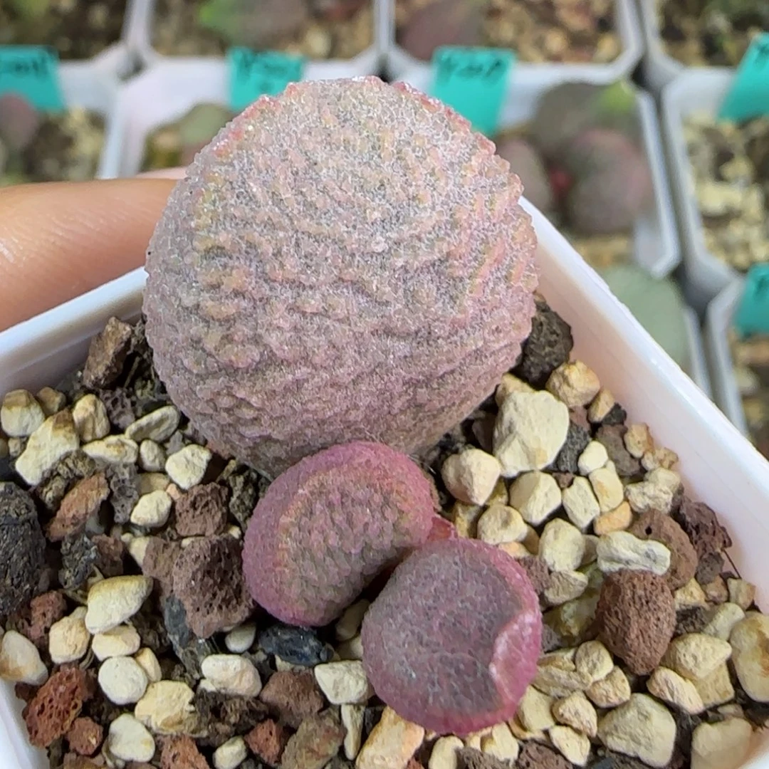 实生叶插，四方盆发