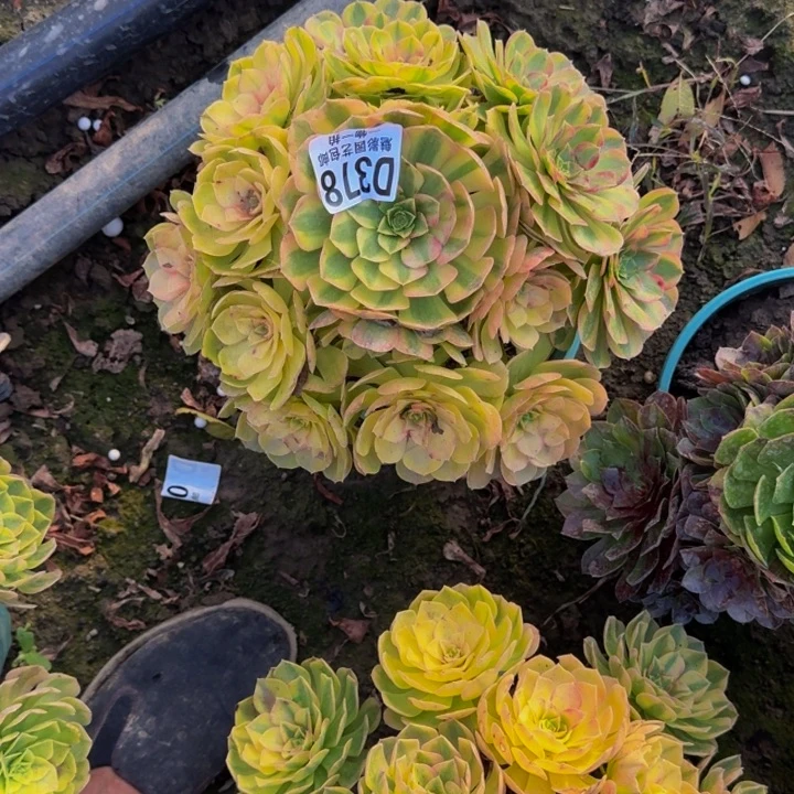 雨荷花30-4包邮花花