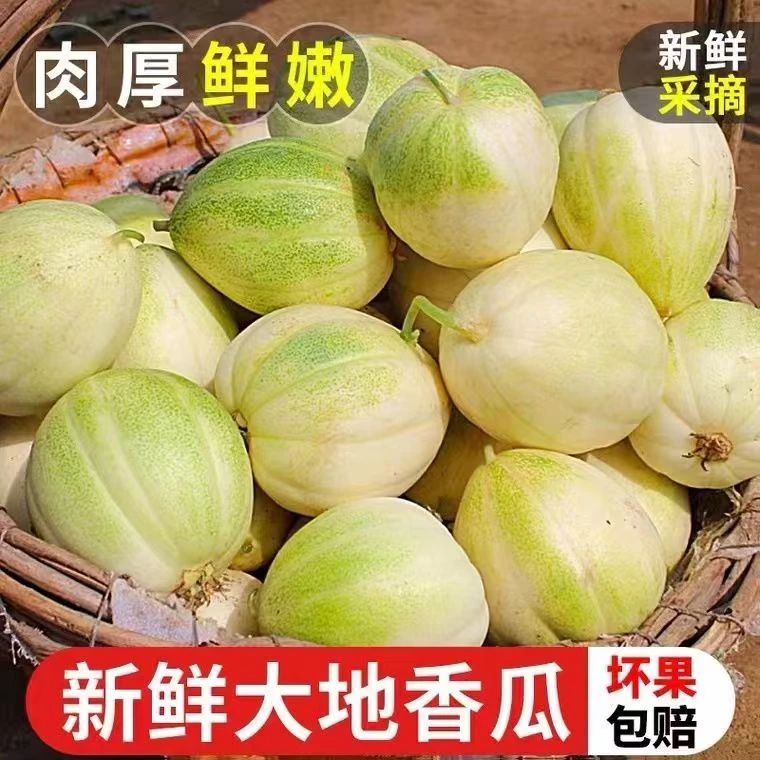 (顺丰包邮)东北黑龙江大地头茬香瓜