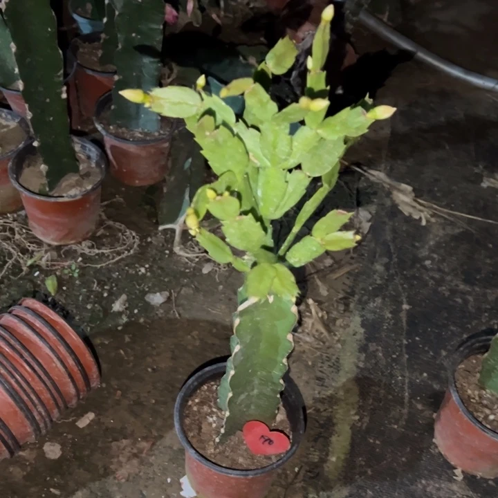 花***圆当前无花栽培后可以开花雅丝190