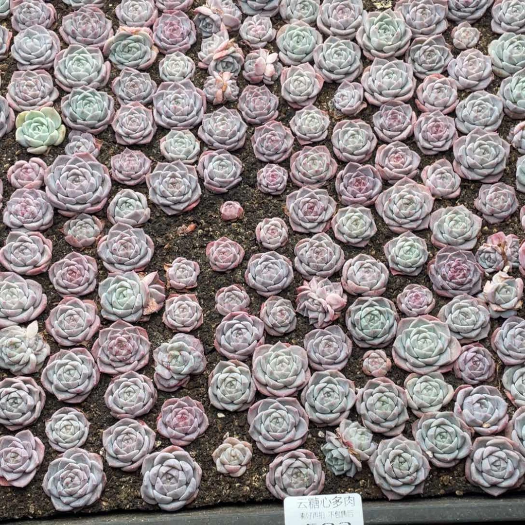 云糖心多肉植物592