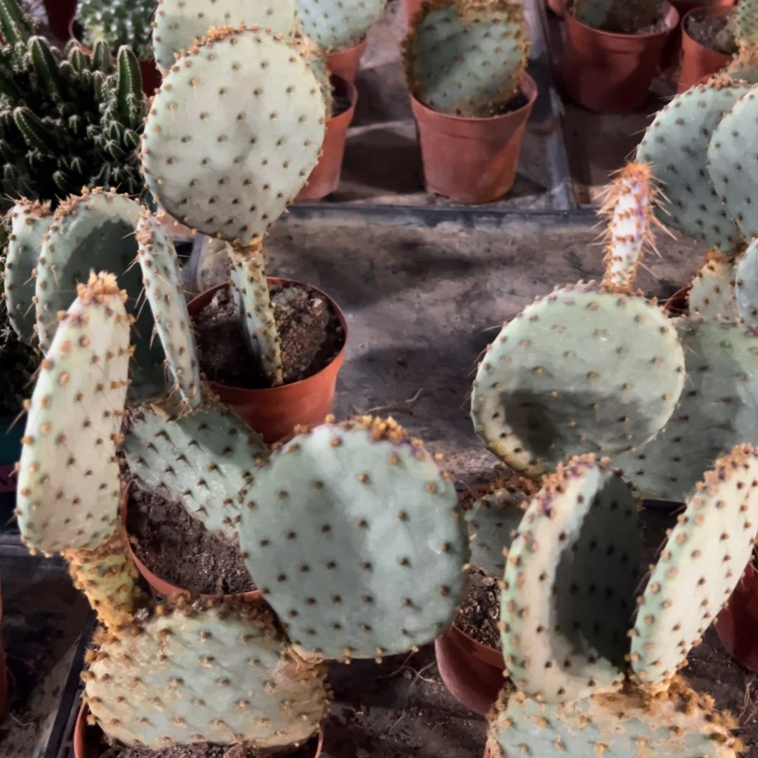 圣利塔变色随机一颗