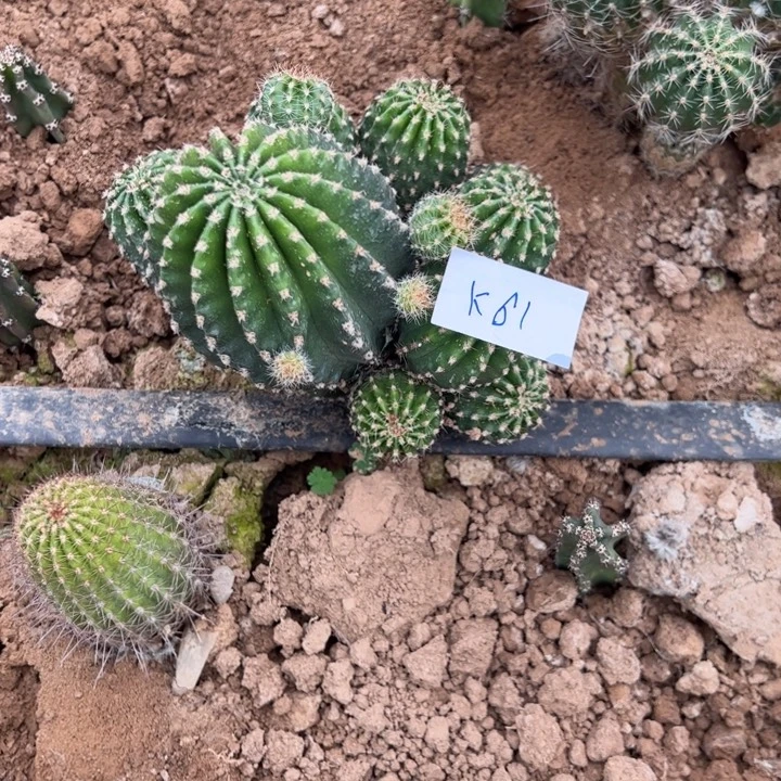 哇***～K61彩草一颗20///