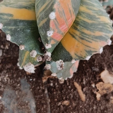 1288处理只有木心无根的