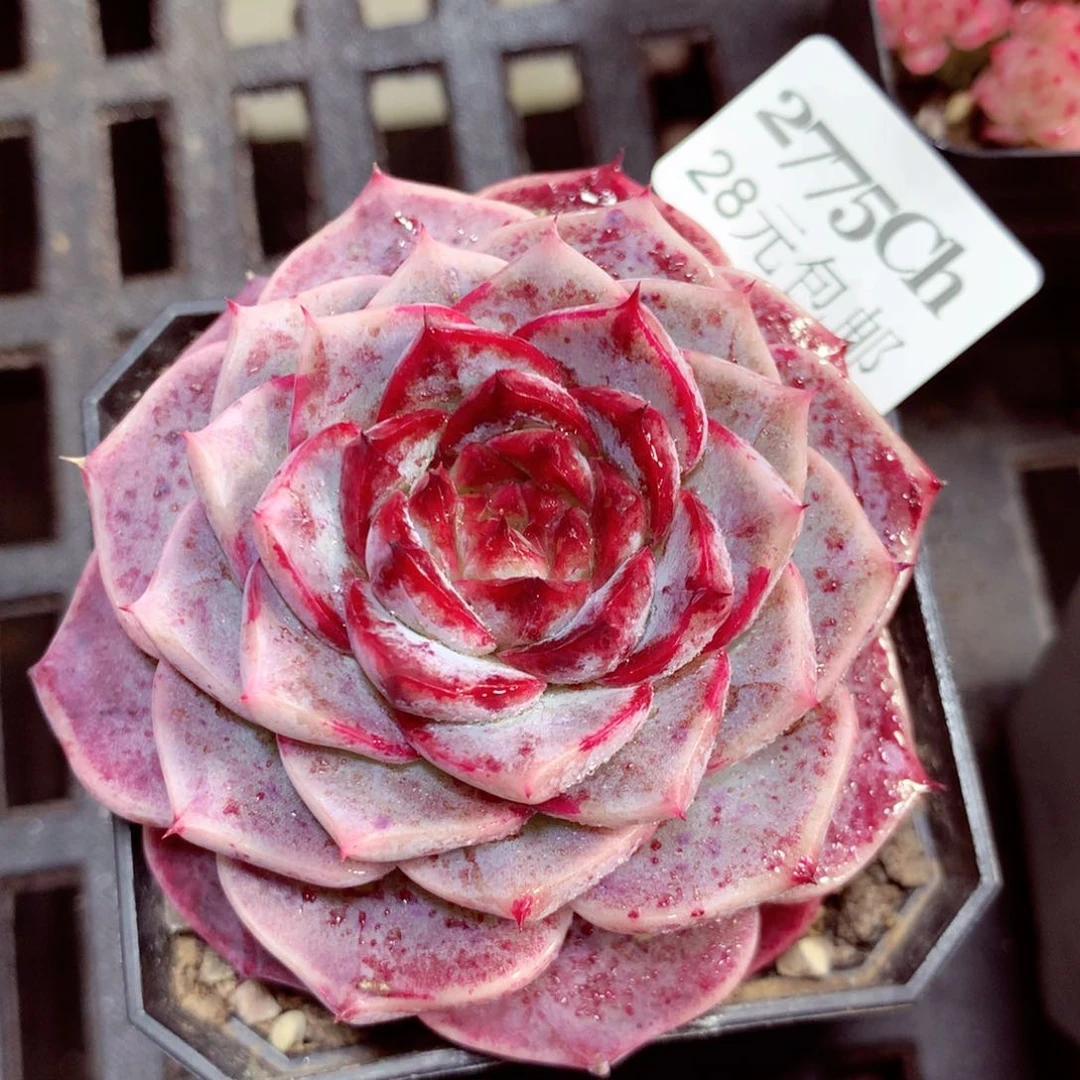 5厘米盆精控多肉2775