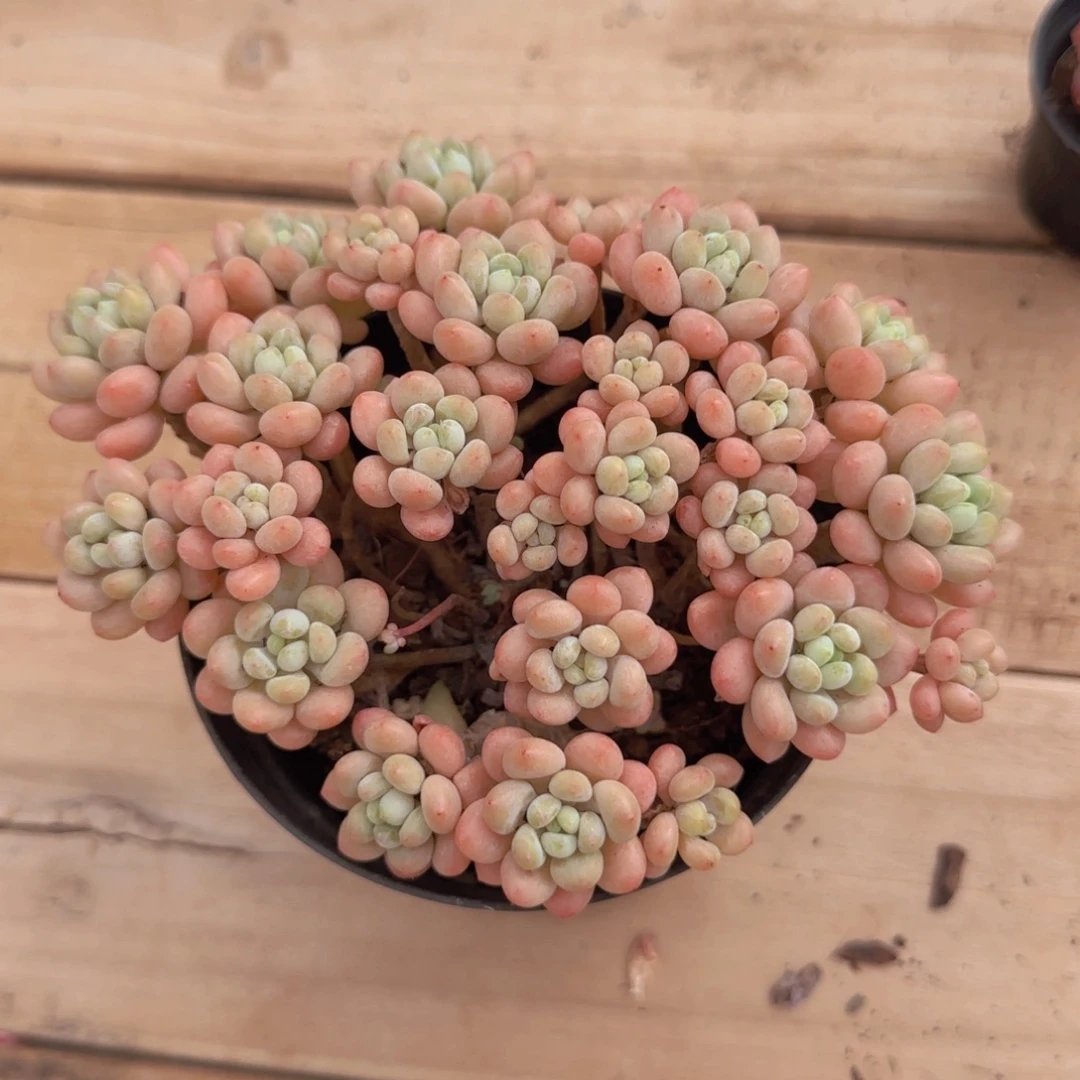 鱼子酱精控一物一拍