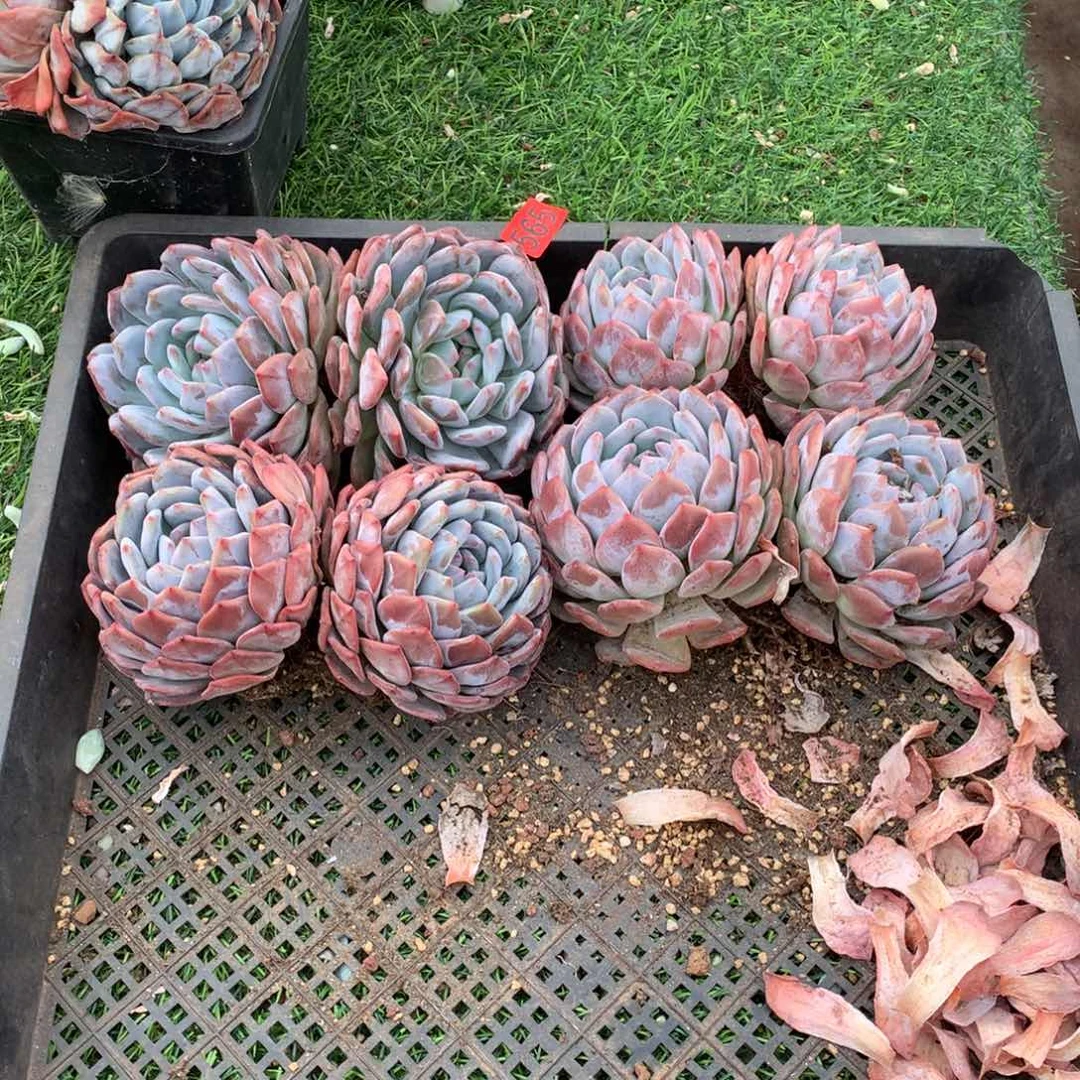小***4565橙子多肉植物组合