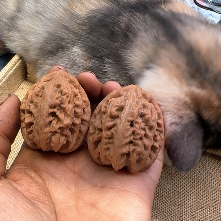 华***子把件文玩核桃43红锦鲤精品