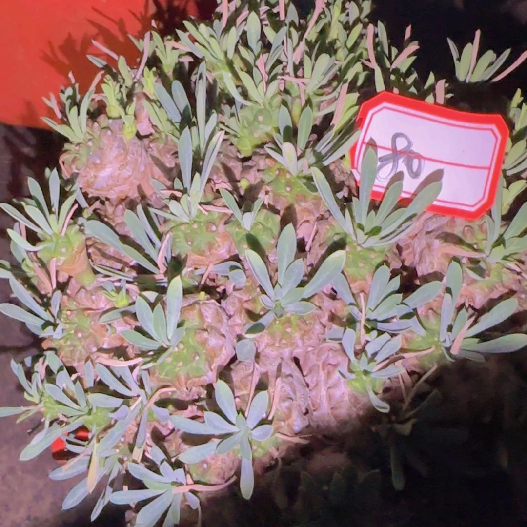 θ块根植物块茎植物