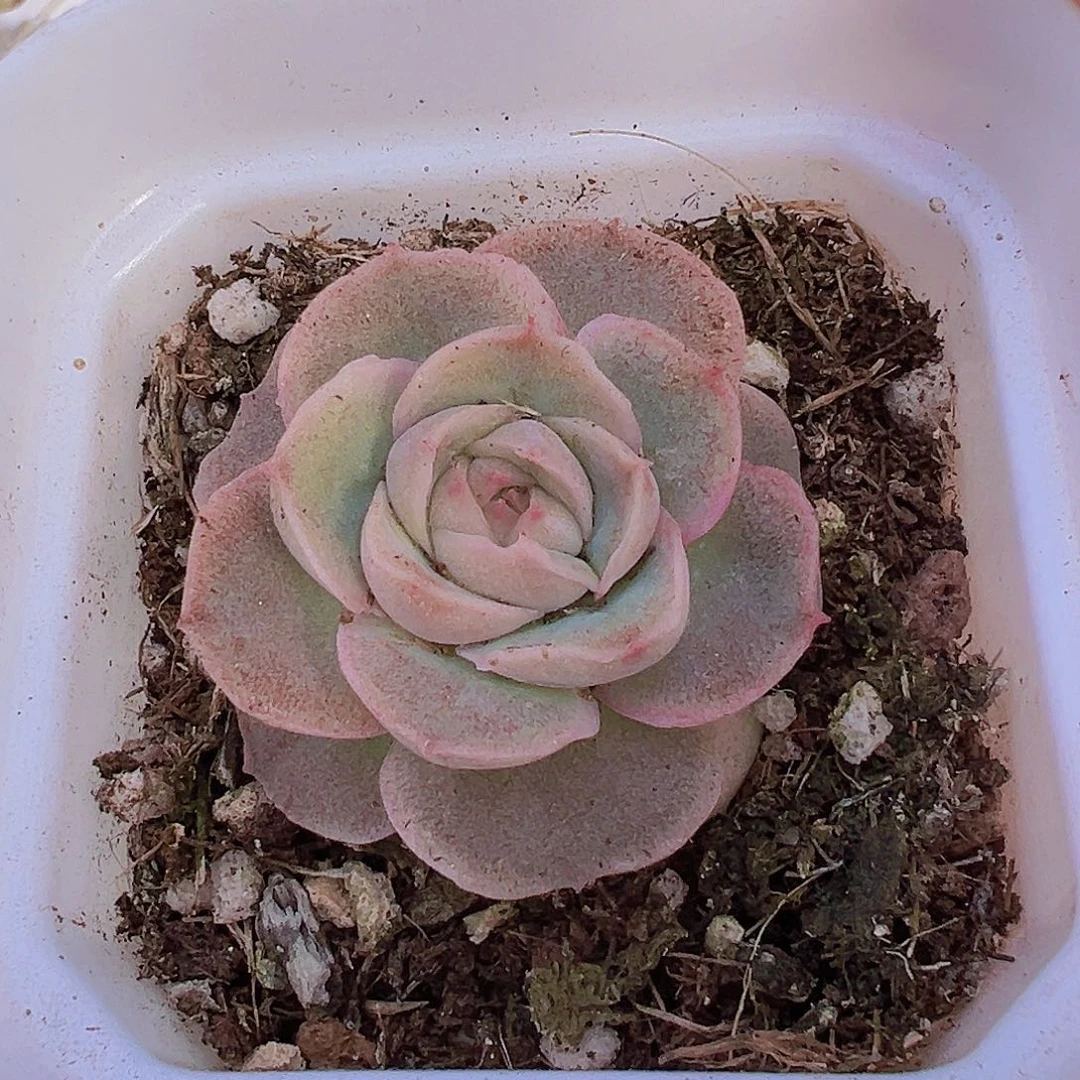 水晶虾饺19包邮多肉