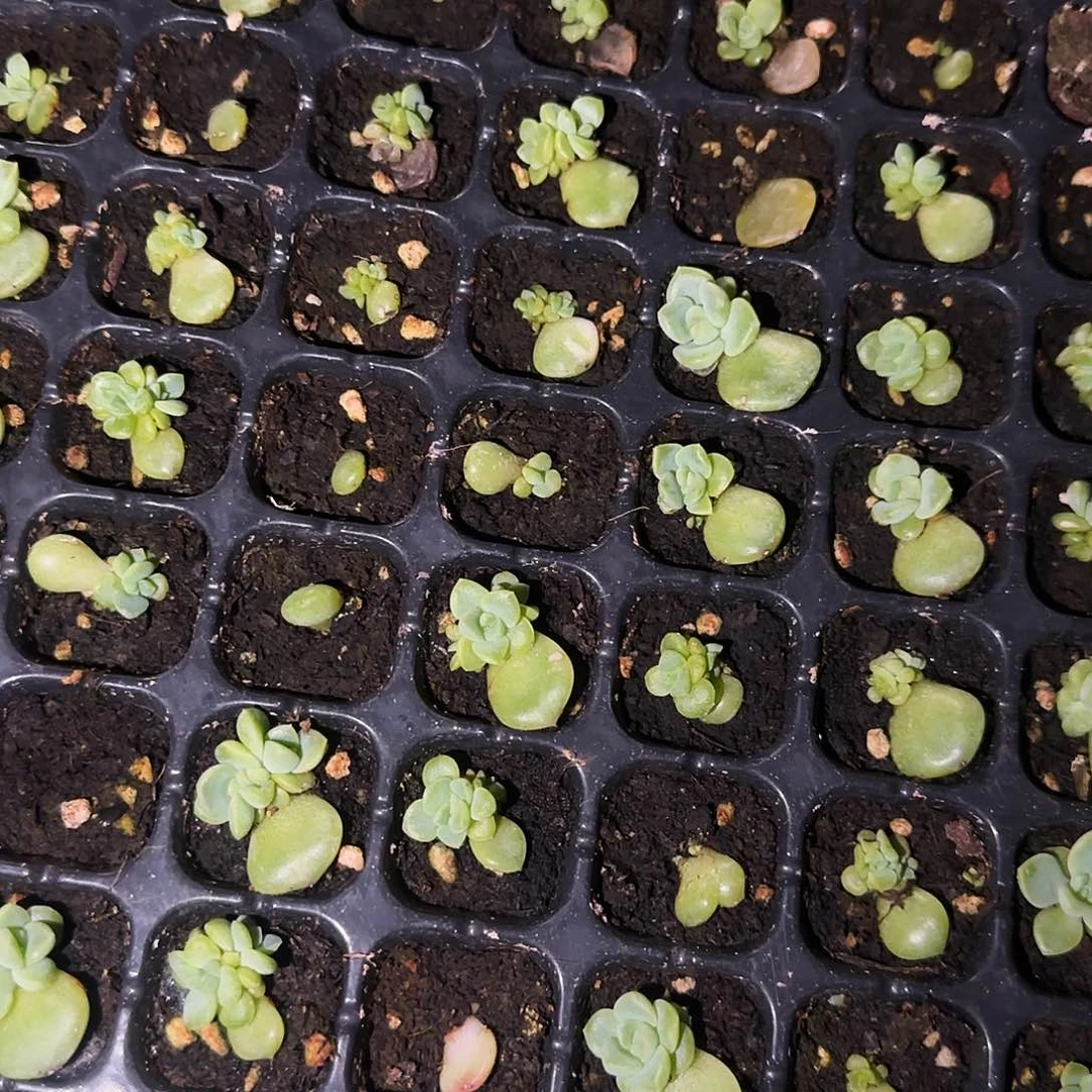 224 甜心芝麻穴一个满25包邮