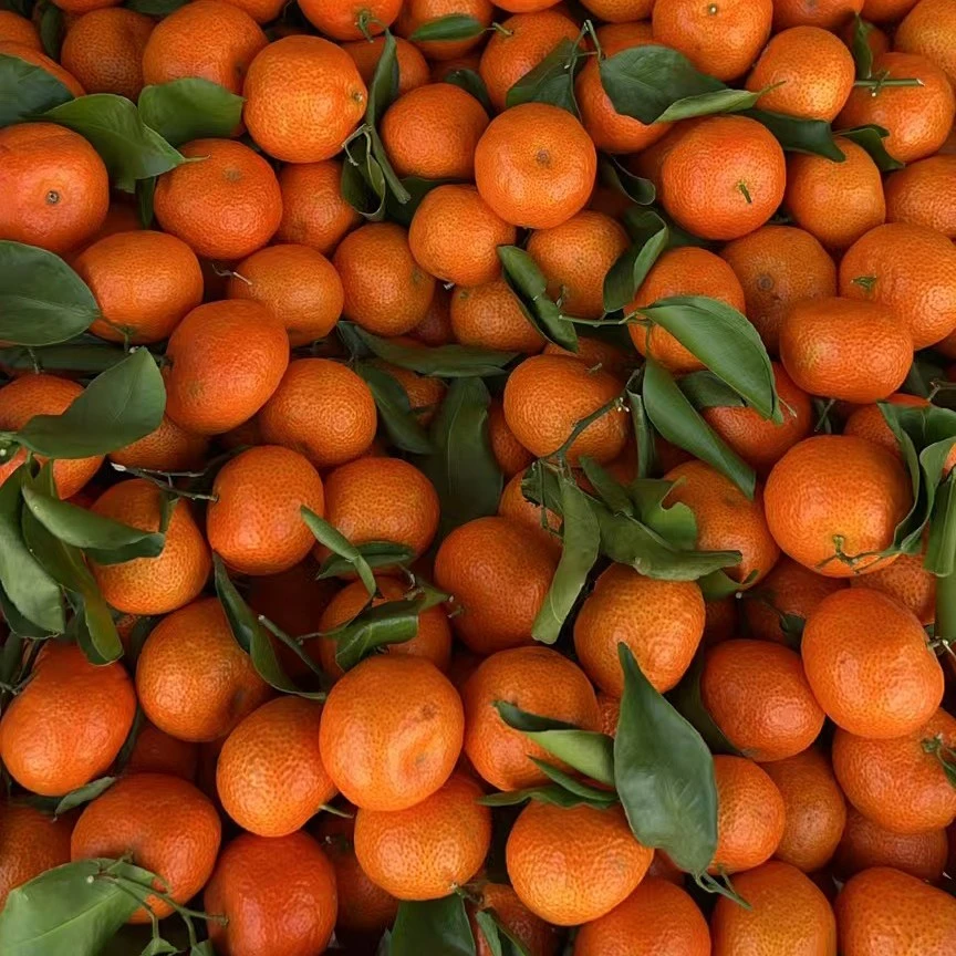 砂糖橘精装10斤，特级精品