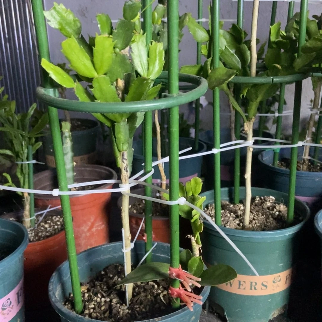 无花朵红色黄色羽毛原盆土发货