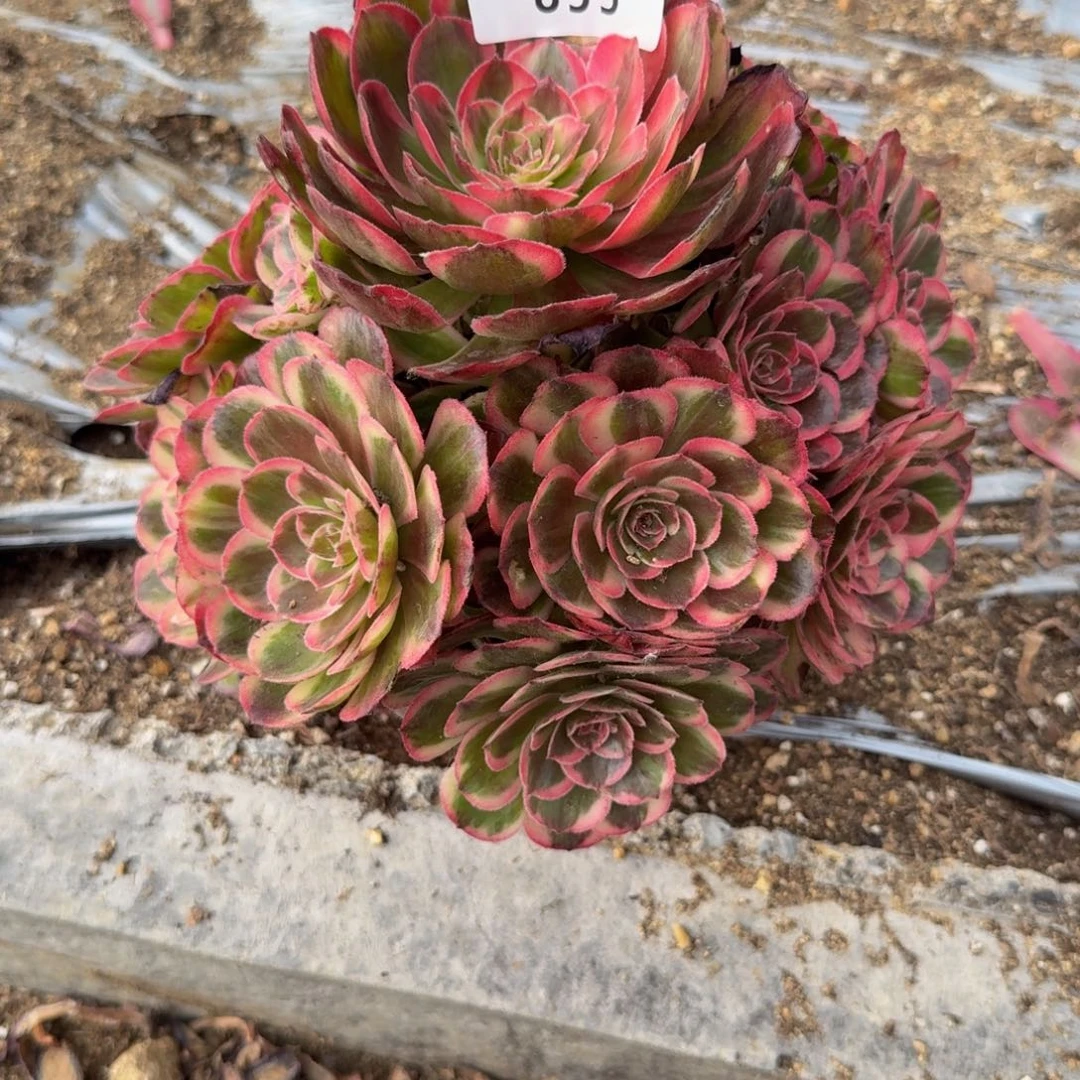 855海神 多肉植物