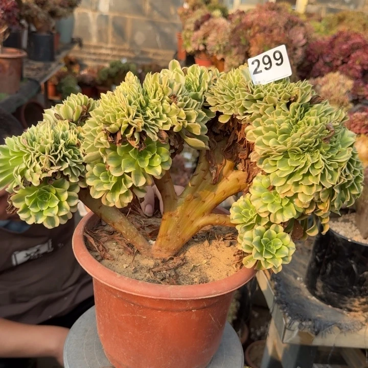 迈巴赫法师锦缀化299