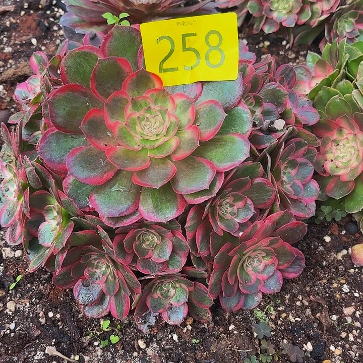 多肉植物福利258个