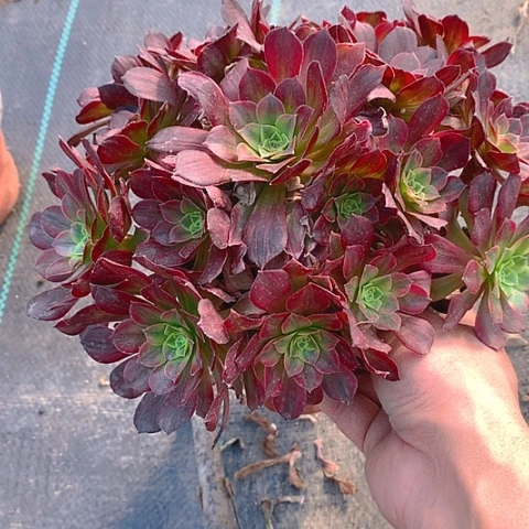 思*962安娜锦多肉植物