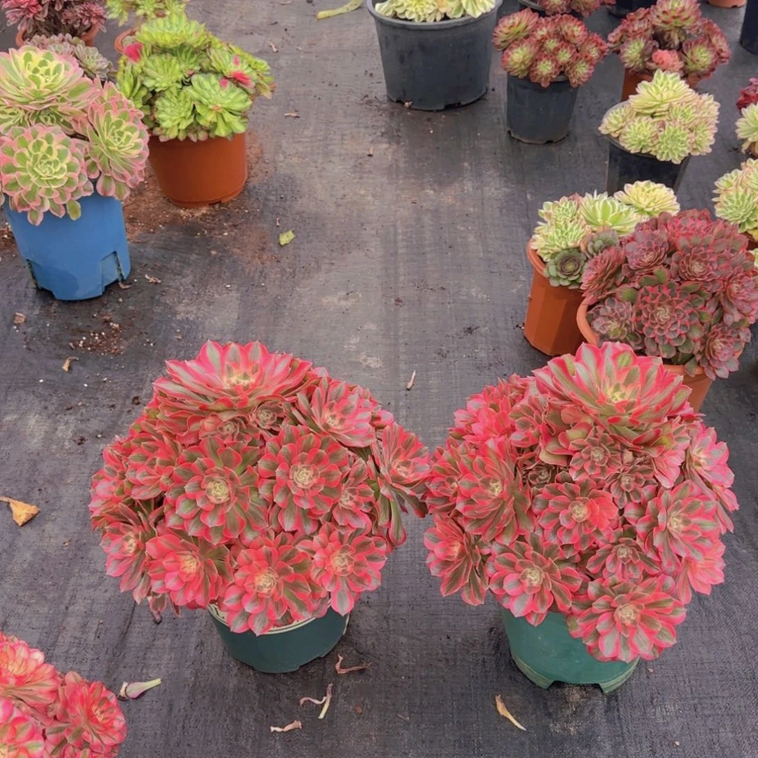 鸭****艺精品多肉植物148