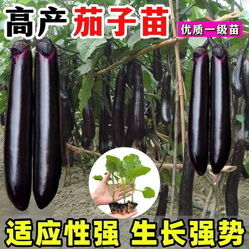 高产烧烤茄子秧苗长茄子种子种苗阳台大田蔬菜种子