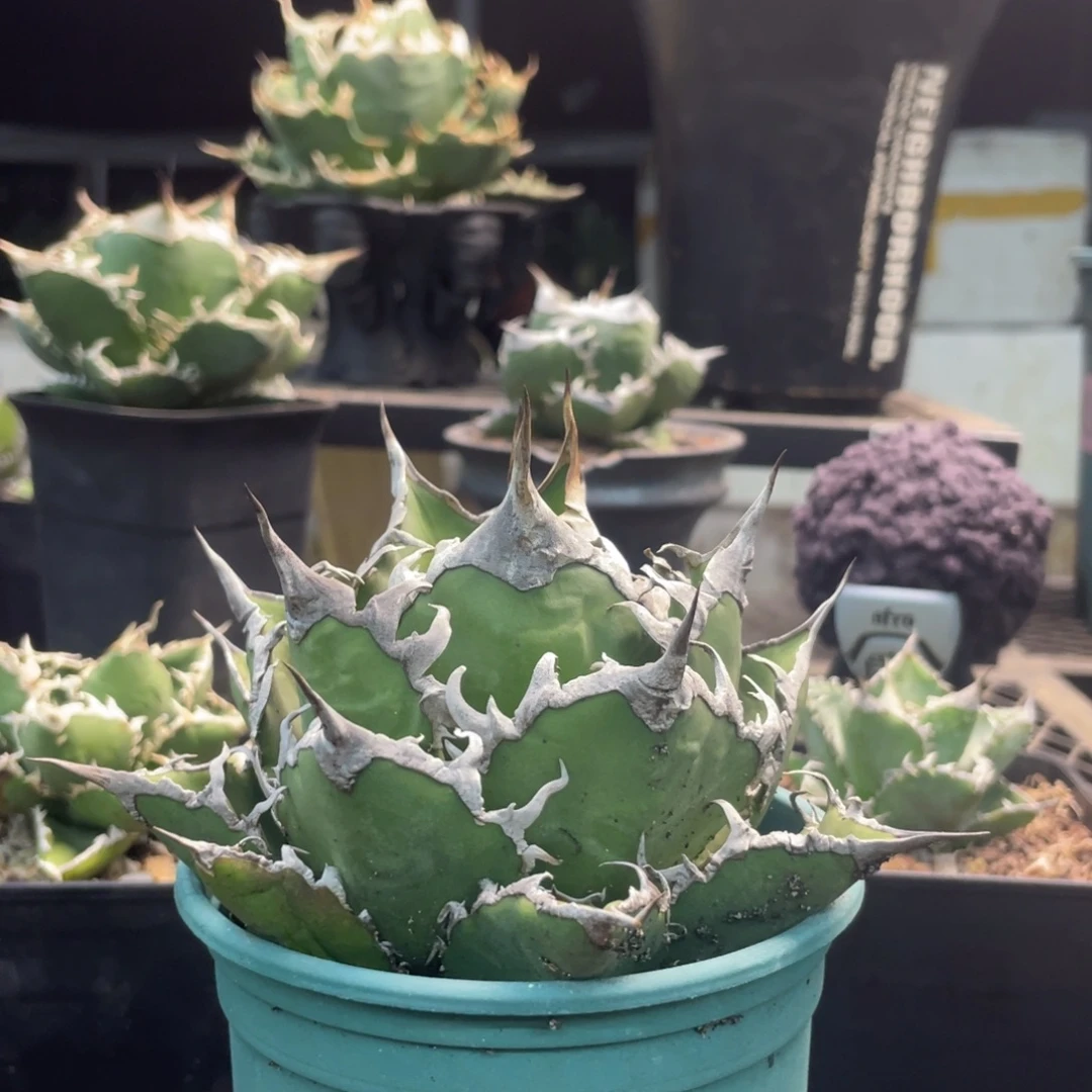 凯撒88888888888888888