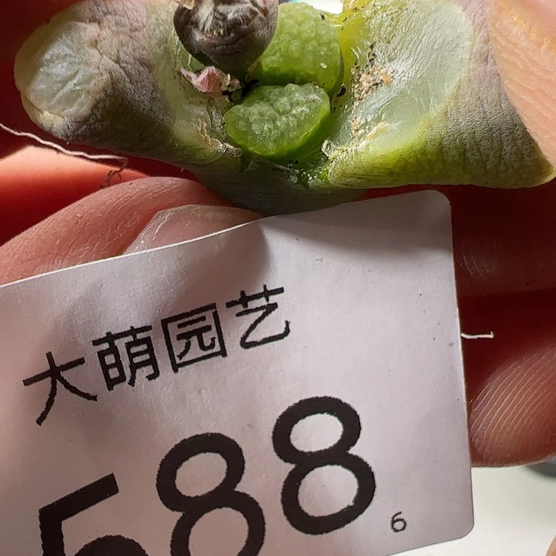 0000588 一物一拍……