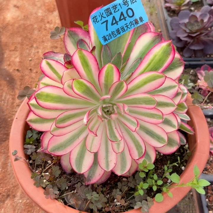 孔雀翎7440多肉植物