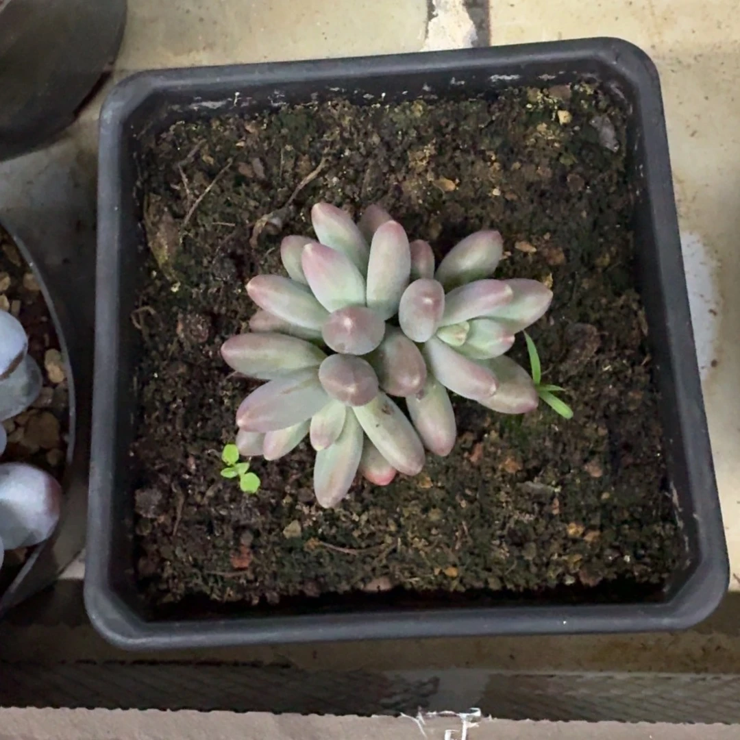 欧若拉 3头  一物一拍