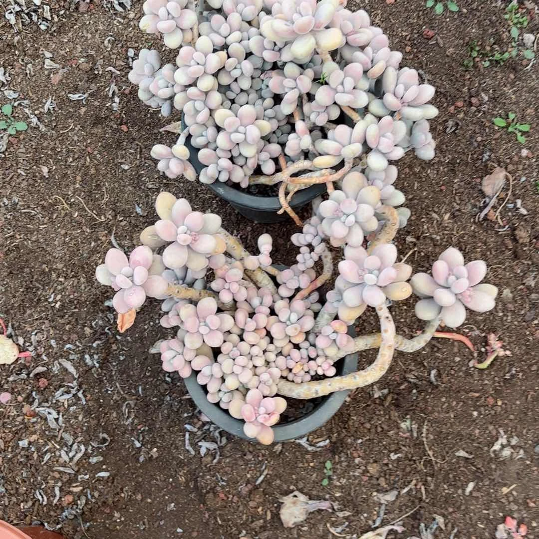 花***开桃蛋两颗不售后18-41。