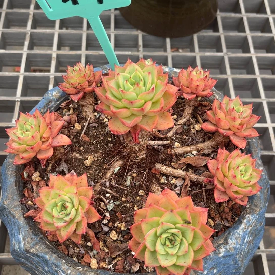 小雨多肉贝拉多娜