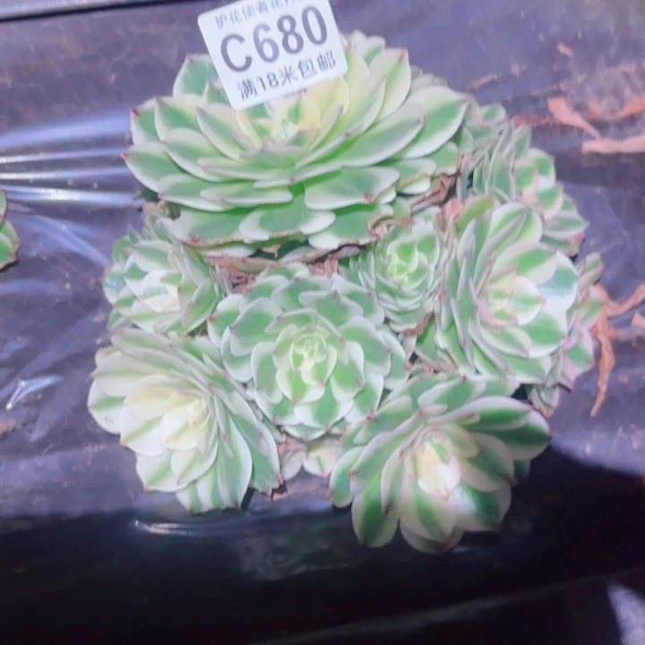 多肉 伊丽莎白多肉法师植物