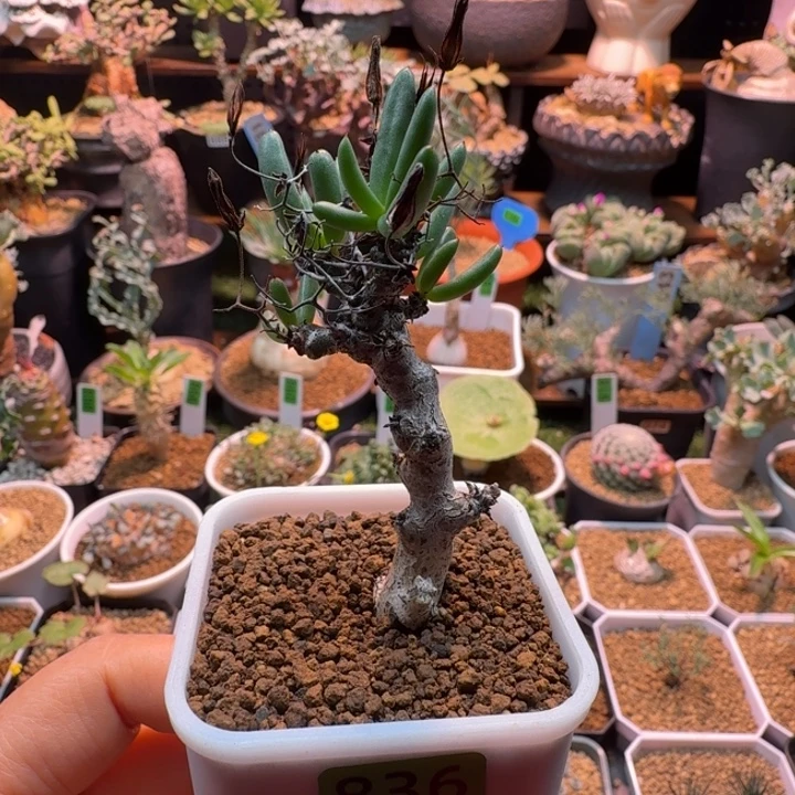 黑曼巴奇峰锦836 仙人球